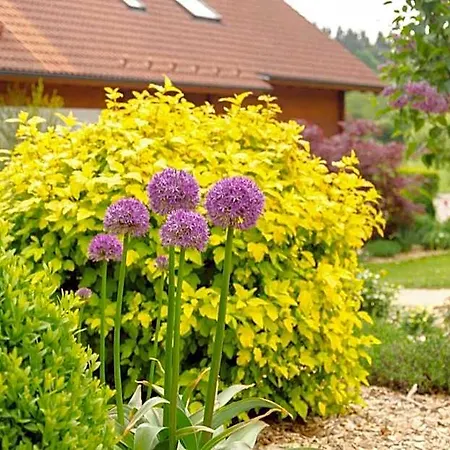 Heumanns Blockhaeuser Am Wald Resort